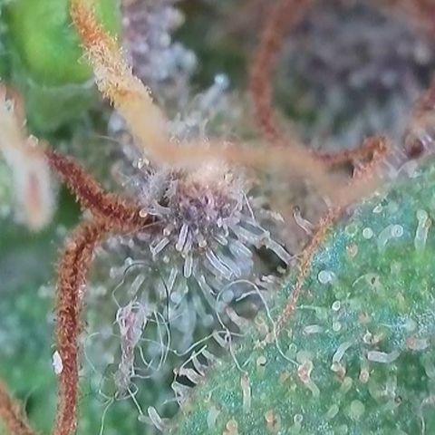 Apple Jack 1 growlog timeline photo