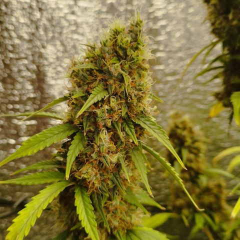 Apple Jack 1 growlog timeline photo