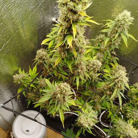 Apple Jack 1 growlog timeline photo