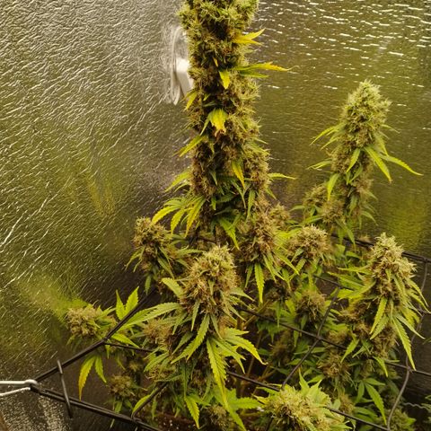 Apple Jack 1 growlog timeline photo