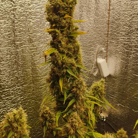 Apple Jack 1 growlog timeline photo