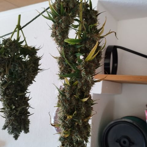 Apple Jack 1 growlog photo: 5 Tage bis jetzt getrocknet