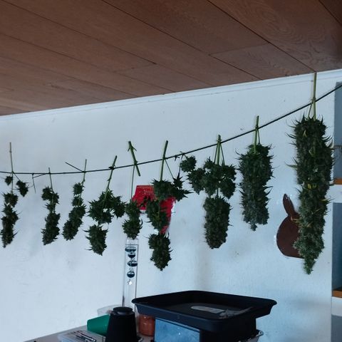 Apple Jack 1 growlog photo: 5 Tage bis jetzt getrocknet