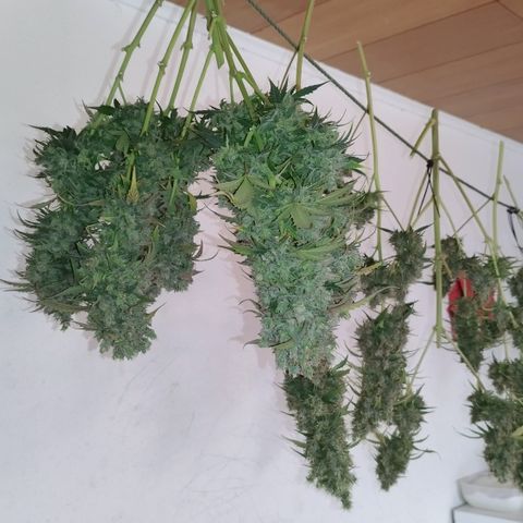 Apple Jack 1 growlog photo: 5 Tage bis jetzt getrocknet