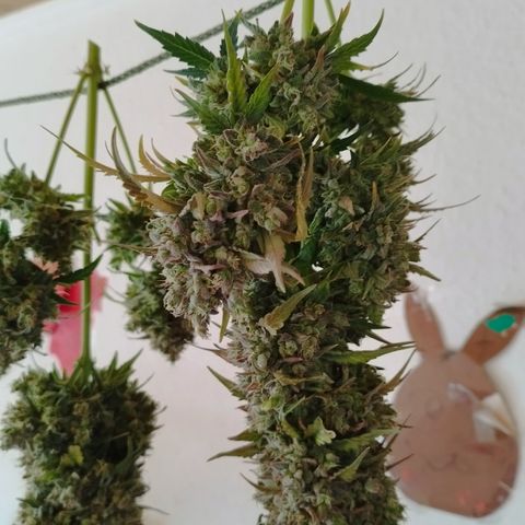 Apple Jack 1 growlog photo: 5 Tage bis jetzt getrocknet