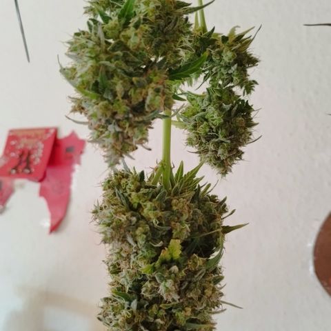 Apple Jack 1 growlog photo: 5 Tage bis jetzt getrocknet