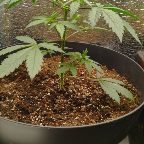 Staw. Gorilla 1 growlog timeline photo