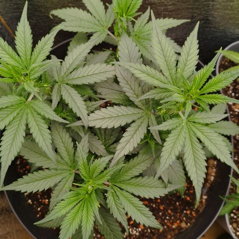Staw. Gorilla 1 growlog timeline photo