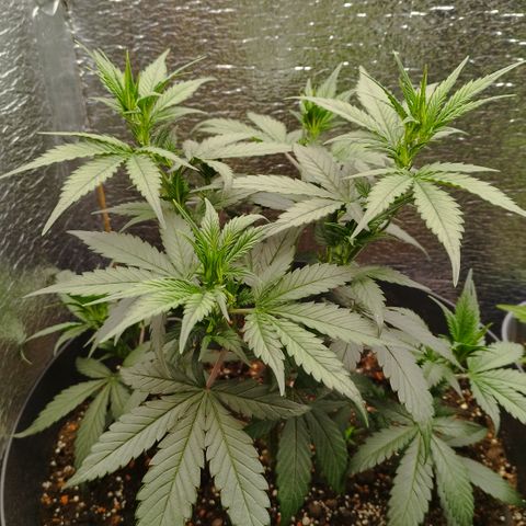Staw. Gorilla 1 growlog timeline photo