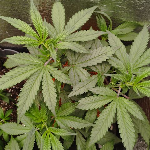 Staw. Gorilla 1 growlog timeline photo