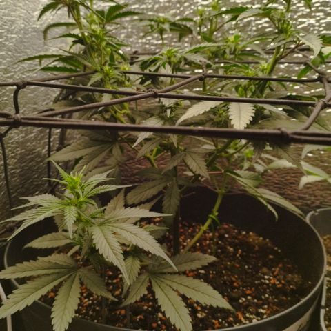 Staw. Gorilla 1 growlog timeline photo