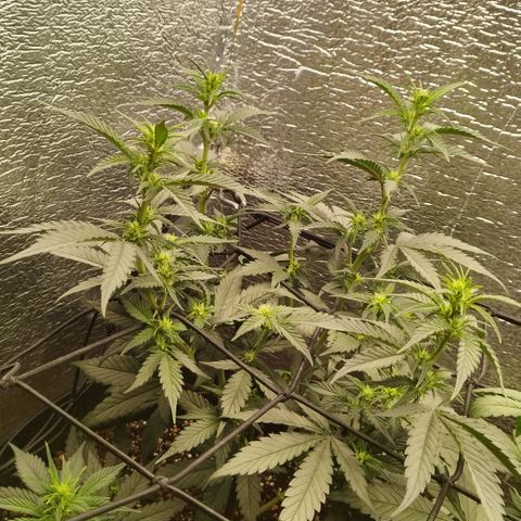 Staw. Gorilla 1 growlog timeline photo