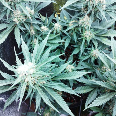 Staw. Gorilla 1 growlog timeline photo