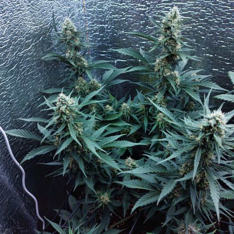 Staw. Gorilla 1 growlog timeline photo