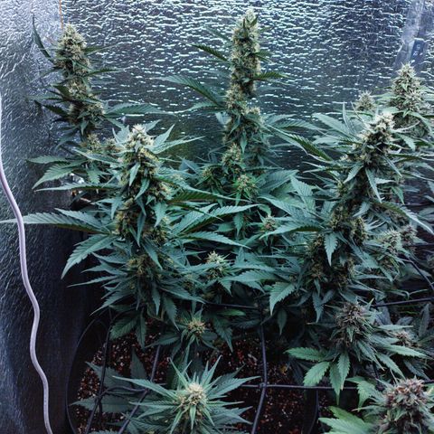 Staw. Gorilla 1 growlog timeline photo
