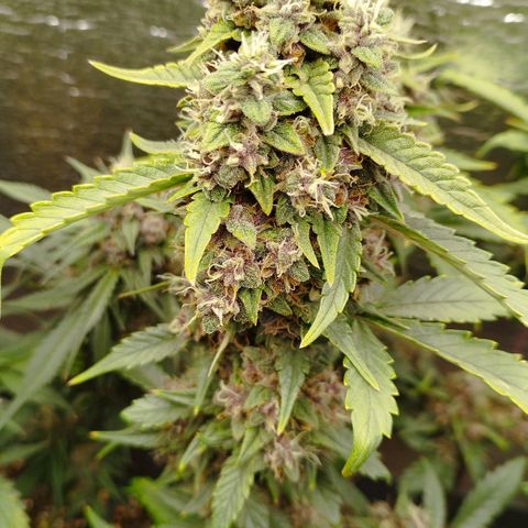 Staw. Gorilla 1 growlog timeline photo