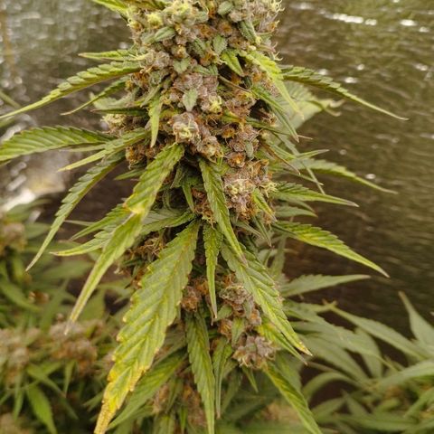 Staw. Gorilla 1 growlog timeline photo