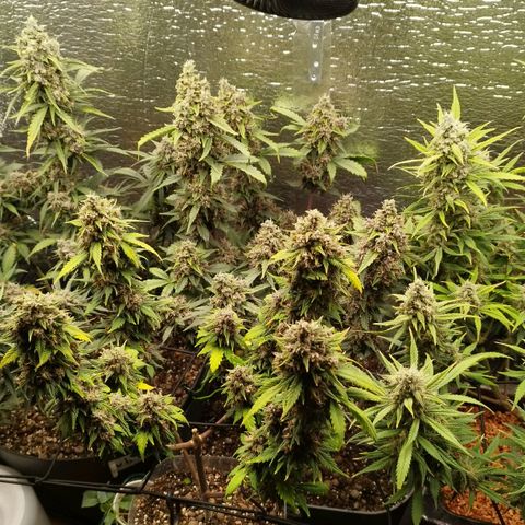 Staw. Gorilla 1 growlog timeline photo