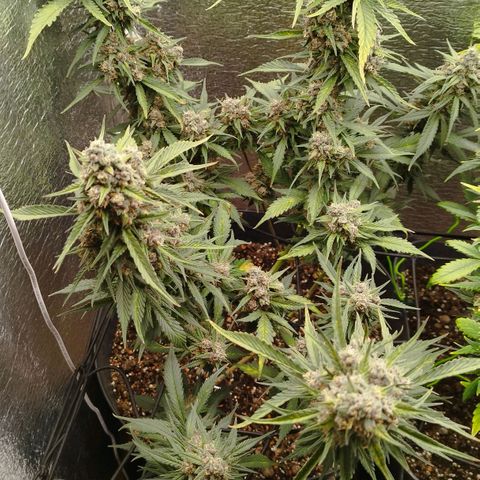 Staw. Gorilla 1 growlog timeline photo