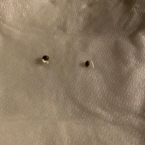 White Widow Auto growlog timeline photo