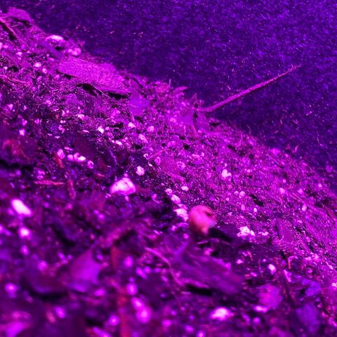 White Widow Auto growlog timeline photo