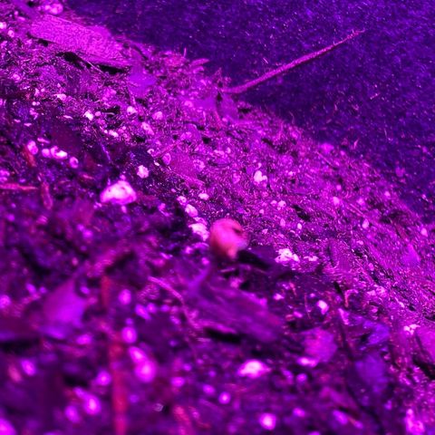 White Widow Auto growlog timeline photo