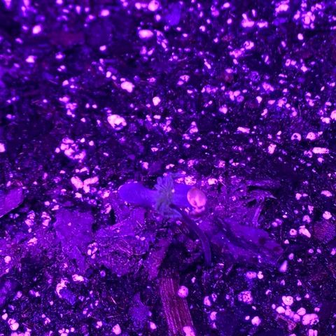 White Widow Auto growlog timeline photo