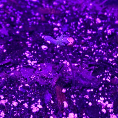 White Widow Auto growlog timeline photo