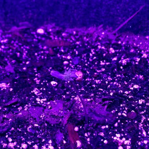 White Widow Auto growlog timeline photo