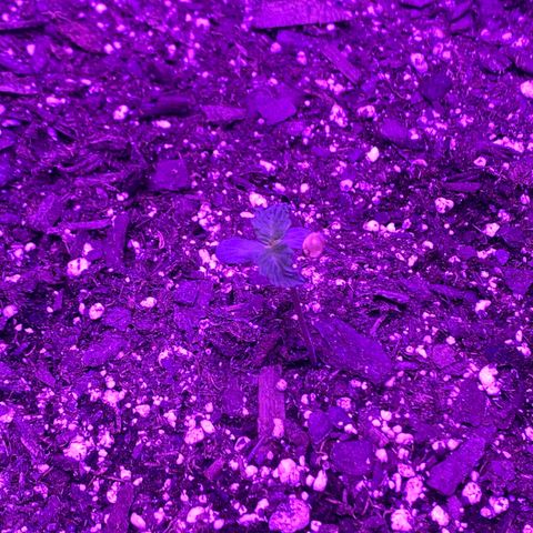 White Widow Auto growlog timeline photo