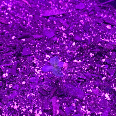 White Widow Auto growlog timeline photo
