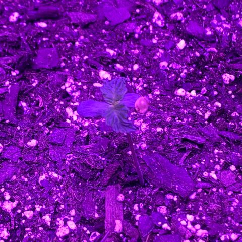 White Widow Auto growlog timeline photo