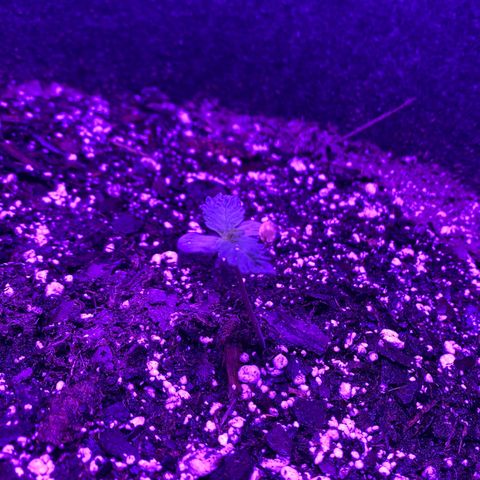 White Widow Auto growlog timeline photo