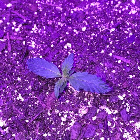 White Widow Auto growlog photo: Stretching and weak stems noted. Small plant was placed deeper in soil and straightened, bigger plant left alone. Light lowered to 12” above plants.