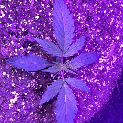 White Widow Auto growlog photo: Light adjustment has resulted in great improvements.