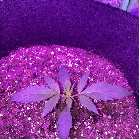 White Widow Auto growlog photo: Light adjustment has resulted in great improvements.