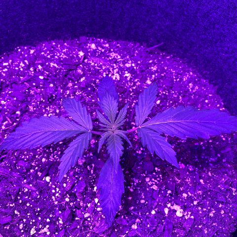 White Widow Auto growlog timeline photo