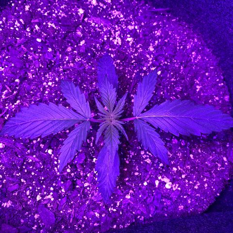 White Widow Auto growlog timeline photo