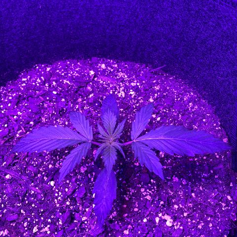 White Widow Auto growlog timeline photo