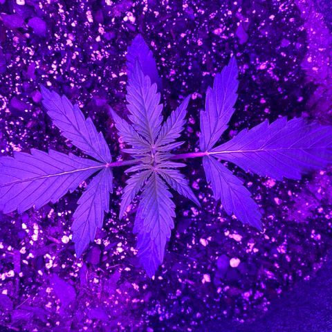 White Widow Auto growlog timeline photo