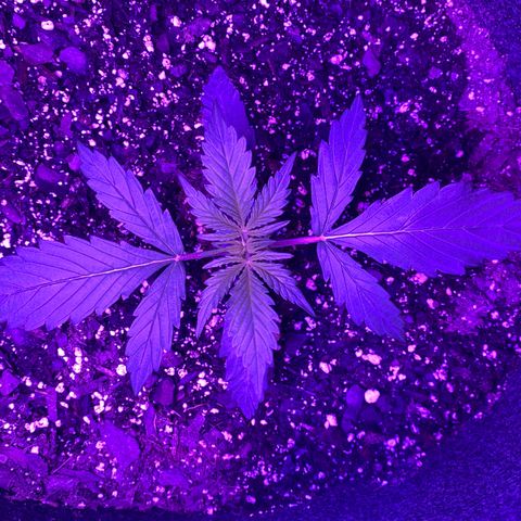 White Widow Auto growlog timeline photo