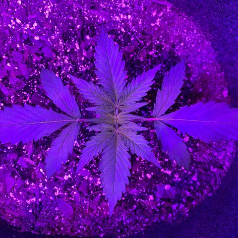 White Widow Auto growlog timeline photo