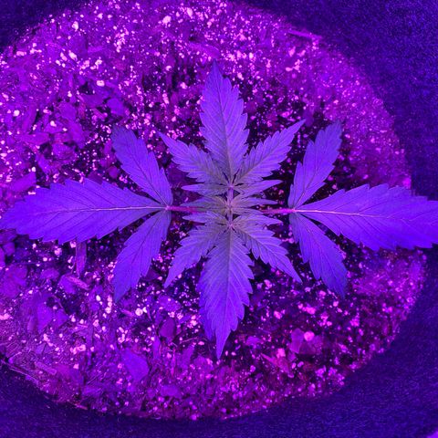 White Widow Auto growlog timeline photo