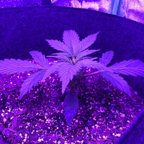 White Widow Auto growlog photo: One plant still growing at a faster rate. Both are receiving the same Ph and watering. (Different pheno types?)