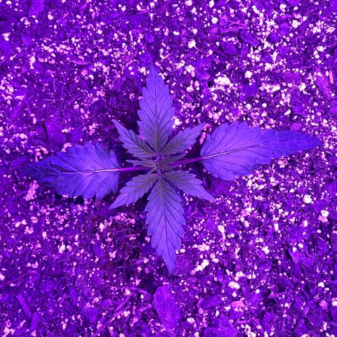 White Widow Auto growlog photo: One plant still growing at a faster rate. Both are receiving the same Ph and watering. (Different pheno types?)