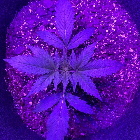 White Widow Auto growlog photo: One plant still growing at a faster rate. Both are receiving the same Ph and watering. (Different pheno types?)