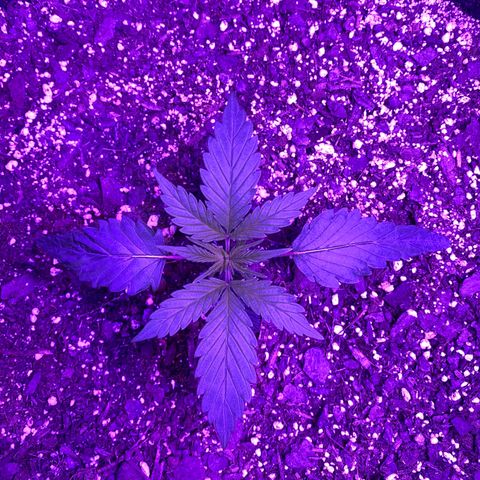 White Widow Auto growlog timeline photo
