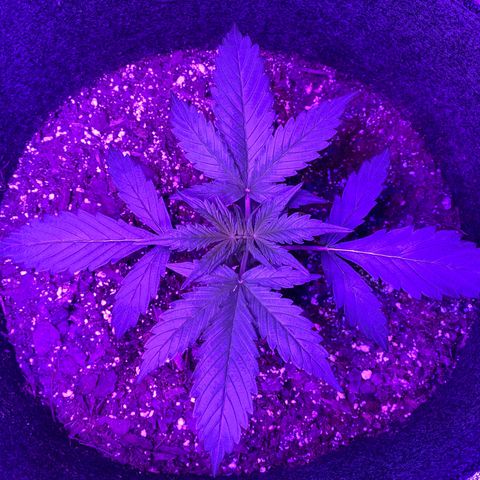White Widow Auto growlog timeline photo