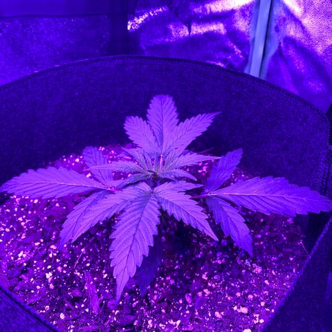 White Widow Auto growlog timeline photo