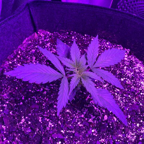 White Widow Auto growlog photo: Temp and humidity staying fairly consistent throughout grow.